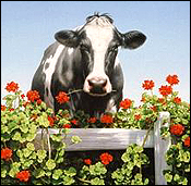Holstein cow with geraniums.