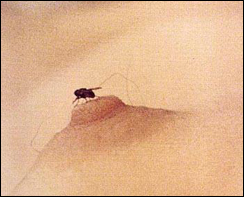 A scene from Yoko Ono's avant garde film, Fly.